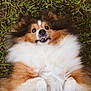 dog, shetland_sheepdog, fluffy, grass, pet, animal, canine, lying_down, fur, playful, teeth, outdoor, cute, adorable, nature, mammal, portrait, expression, happy, resting