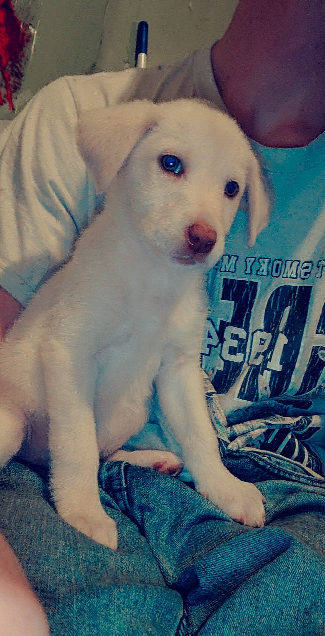 Nova is registered to the contest to win money with this photo: canidae, carnivore, dog, dog_breed, fawn, labrador_retriever, mammal, puppy, puppy_love, rajapalayam, rare_breed_dog, sporting_group, vertebrate