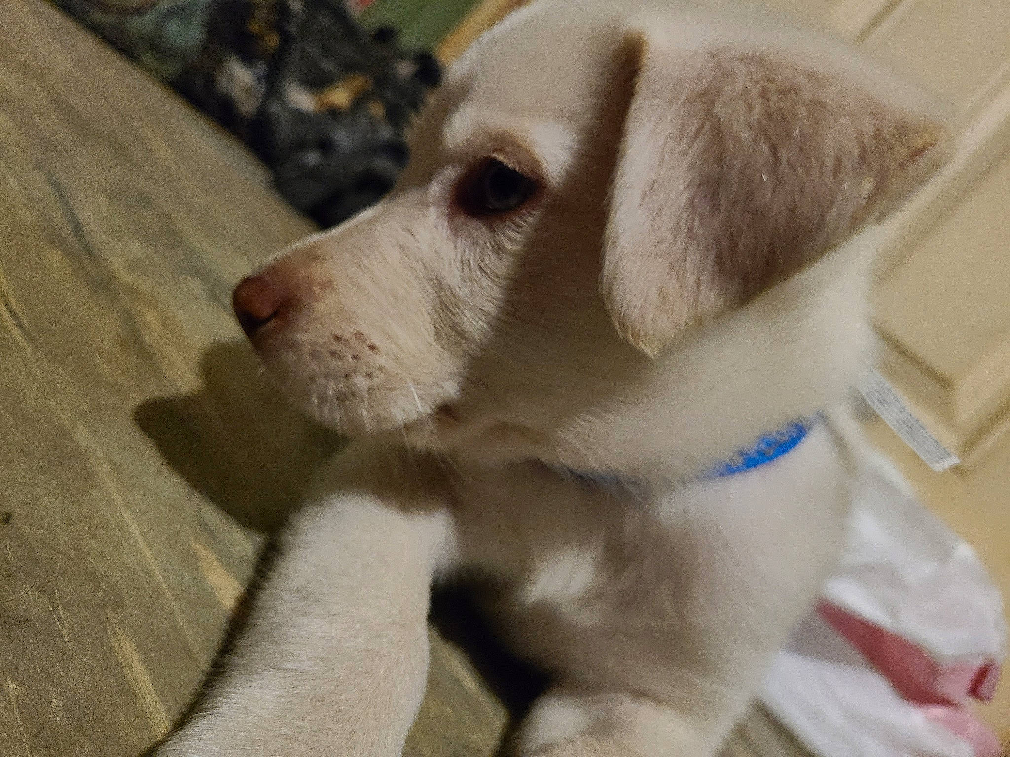 Nova joined the competition — help win amazing prizes! canidae, carnivore, companion_dog, dog, dog_breed, fawn, labrador_retriever, mammal, puppy, puppy_love, rare_breed_dog, retriever, snout, sporting_group, vertebrate, whiskers