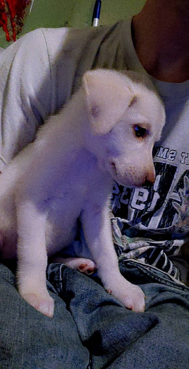 Nova joined the competition — help win amazing prizes! canidae, carnivore, dog, dog_breed, dogo_guatemalteco, kishu, mammal, non_sporting_group, puppy, rare_breed_dog, vertebrate