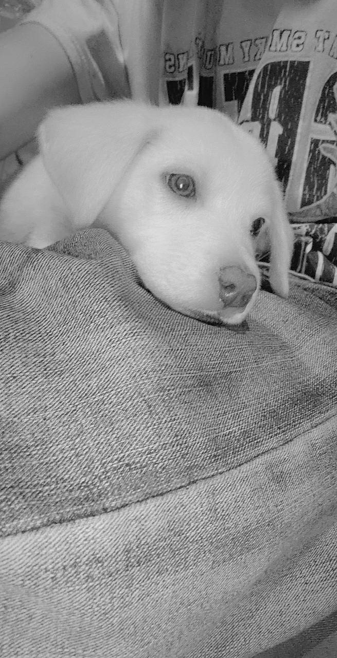 Nova is registered to the contest to win money with this photo: canidae, carnivore, companion_dog, dog, dog_breed, ear, mammal, non_sporting_group, nose, puppy, snout, white