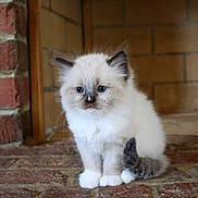 Ralph is registered to the contest to win money with this photo: kitten, cat, fluffy, white_fur, gray_fur, blue_eyes, sitting, brick_floor, fireplace, indoors, young, pet, cute, animal, feline, small, curious, fur, whiskers, ears