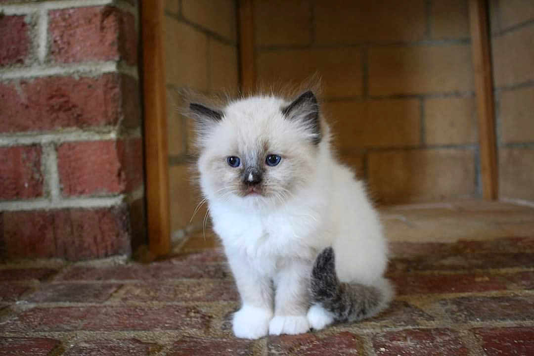 Ralph is registered to the contest to win money with this photo: kitten, cat, fluffy, white_fur, gray_fur, blue_eyes, sitting, brick_floor, fireplace, indoors, young, pet, cute, animal, feline, small, curious, fur, whiskers, ears
