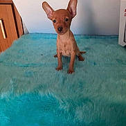Sky participe au concours pour gagner de l'argent avec cette photo : animal, attention, blue_rug, brown_dog, cute, dog, ears, ears_up, floor, fluffy_surface, fur, indoor, looking, pet, puppy, sitting, small_dog, wall, wooden_cabinet, young_dog