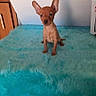 animal, attention, blue_rug, brown_dog, cute, dog, ears, ears_up, floor, fluffy_surface, fur, indoor, looking, pet, puppy, sitting, small_dog, wall, wooden_cabinet, young_dog