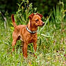 alert, animal, brown_dog, canine, collar, cute, dog, ears_up, field, grass, greenery, mammal, meadow, nature, outdoor, pet, standing, summer, tail_up, wildflowers