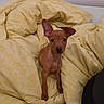 Sky participe au concours pour gagner de l'argent avec cette photo : adorable, animal, bed, blanket, brown, companion, cozy, curious, cute, dog, ears, fur, indoor, looking, pet, puppy, small, soft, yellow, young