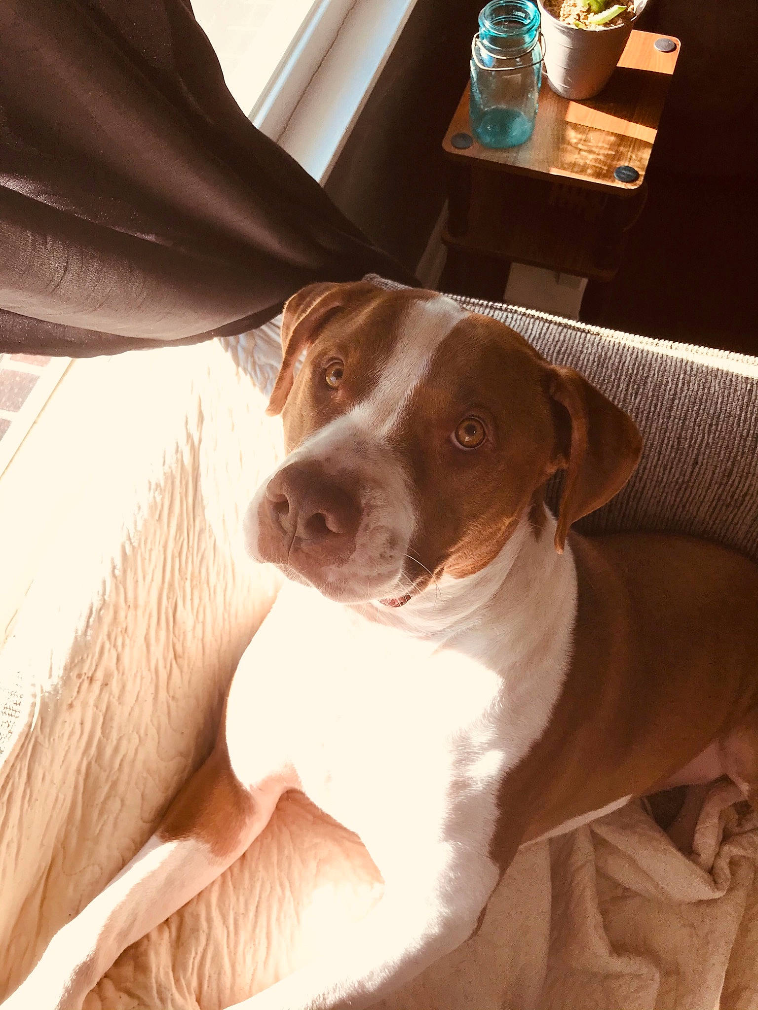 Ace joined the competition — help win amazing prizes! bottle, canidae, carnivore, comfort, companion_dog, dog, dog_breed, fawn, gesture, liver, mobile_phone, pointing_breed, selfie, snout, sporting_group, vehicle_door, water_bottle, whiskers, wood, working_animal