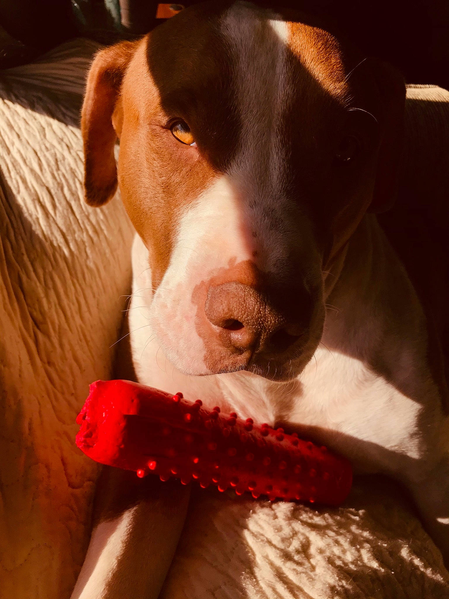 Ace is registered to the contest to win money with this photo: canidae, carmine, carnivore, collar, comfort, companion_dog, dog, dog_breed, dog_collar, dog_supply, fawn, fur, liver, non_sporting_group, pet_supply, snout, sporting_group, whiskers, working_animal, working_dog