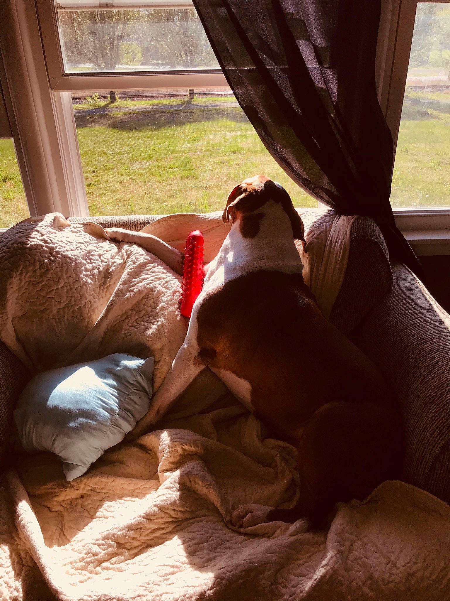 Ace joined the competition — help win amazing prizes! canidae, car_seat, comfort, companion_dog, fawn, fur, human_leg, knee, leg, linens, morning, plant, room, shade, sitting, sunlight, thigh, tints_and_shades, window, wood