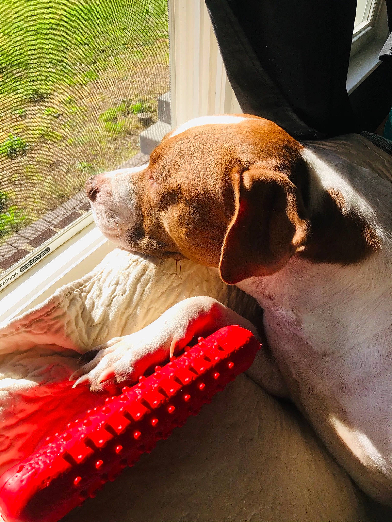 Ace is registered to the contest to win money with this photo: canidae, carnivore, collar, comfort, companion_dog, dog, dog_bed, dog_breed, dog_collar, dog_supply, fashion_accessory, fawn, leash, liver, pet_supply, pointing_breed, retriever, snout, sporting_group, working_animal