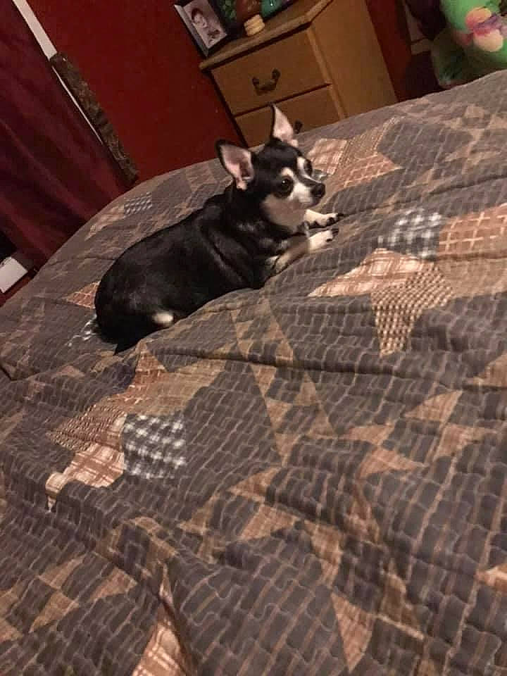 Chichi joined the competition — help win amazing prizes! bed, black, brown, carnivore, comfort, companion_dog, couch, dog, dog_breed, dog_supply, fawn, floor, flooring, grey, hardwood, pattern, plaid, tartan, toy_dog, wood