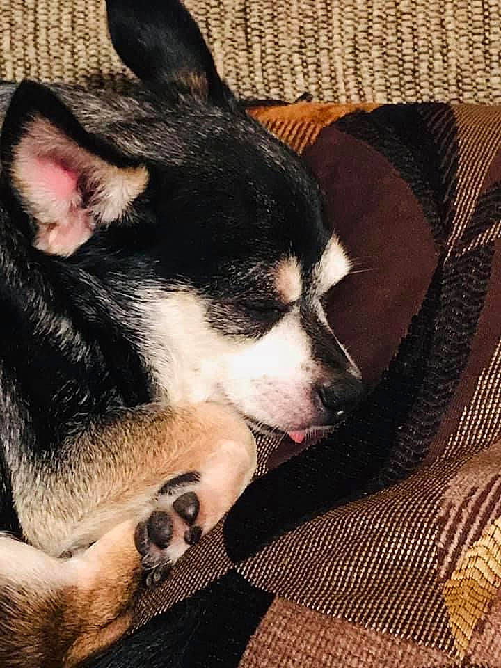 Chichi joined the competition — help win amazing prizes! carmine, carnivore, comfort, companion_dog, dog, dog_breed, ear, foot, fur, herding_dog, jaw, paw, recipe, siberian_husky, snout, terrestrial_animal, toy_dog, whiskers, working_animal, working_dog