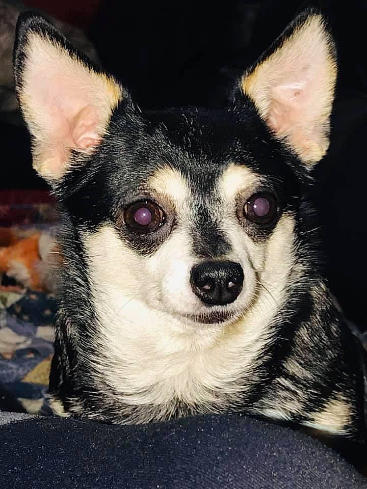 Chichi joined the competition — help win amazing prizes! canidae, carnivore, companion_dog, dog, dog_breed, ear, eye, eyelash, face, fawn, fur, head, human_body, iris, jaw, snout, terrestrial_animal, toy_dog, whiskers, wildlife
