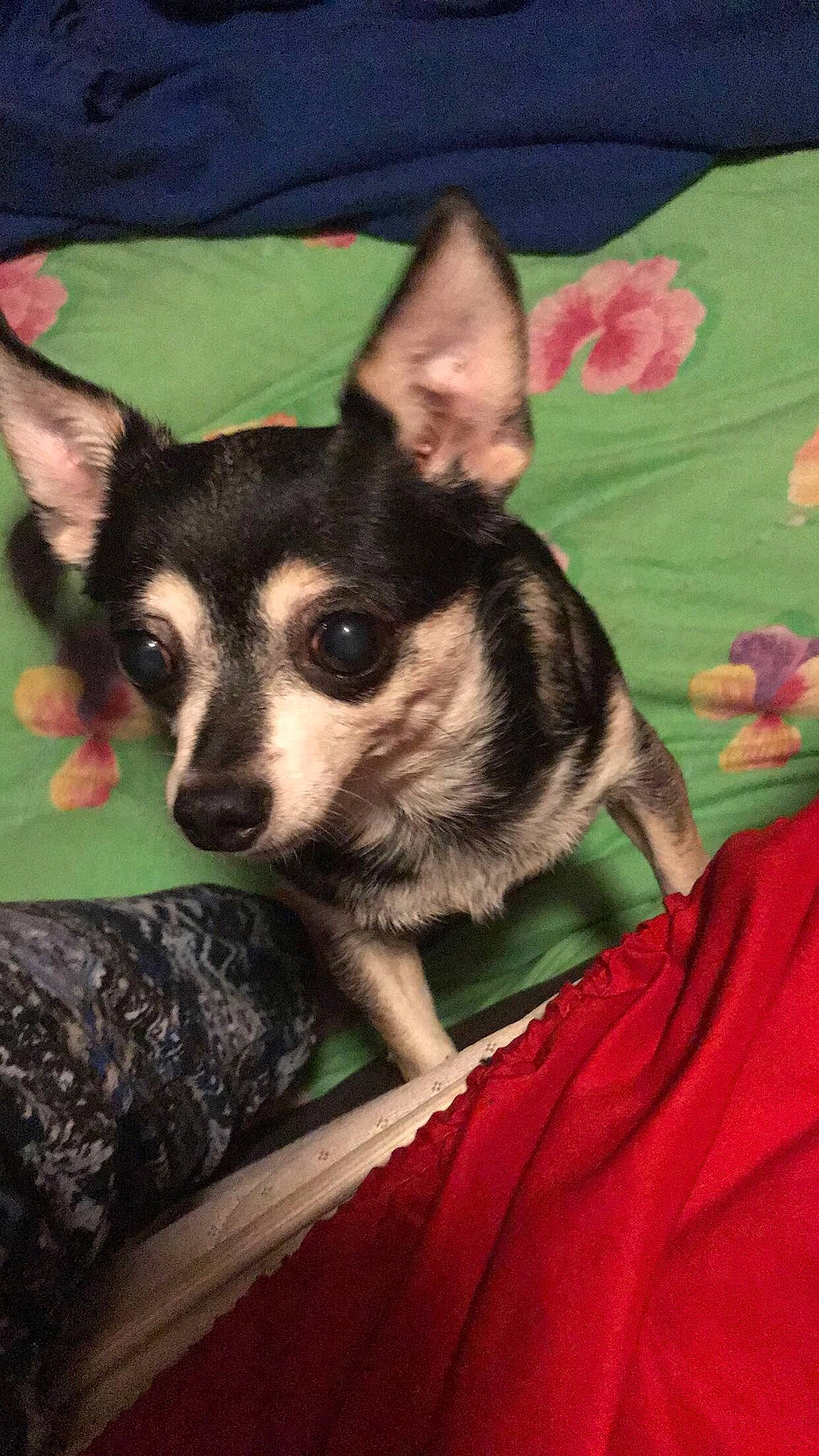 Chichi is registered to the contest to win money with this photo: canidae, carnivore, chihuahua, companion_dog, corgi_chihuahua, dog, dog_breed, dog_supply, ear, fawn, fur, mammal, non_sporting_group, sitting, snout, sporting_group, terrestrial_animal, toy_dog, whiskers, working_animal