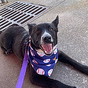 Julius is registered to the contest to win money with this photo: dog, black_dog, bandana, baseball_pattern, purple_leash, tongue_out, smiling, close_up, pavement, concrete, storm_drain, outdoor, pet, ears, eyes, front_paw, collar, lying_down, happy, canine