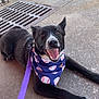dog, black_dog, bandana, baseball_pattern, purple_leash, tongue_out, smiling, close_up, pavement, concrete, storm_drain, outdoor, pet, ears, eyes, front_paw, collar, lying_down, happy, canine