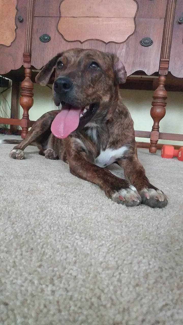 Socks joined the competition — help win amazing prizes! canidae, carnivore, collar, companion_dog, dog, dog_breed, fawn, fur, great_dane, guard_dog, liver, non_sporting_group, plott_hound, snout, sporting_group, tail, terrestrial_animal, treeing_tennessee_brindle, wood, working_dog