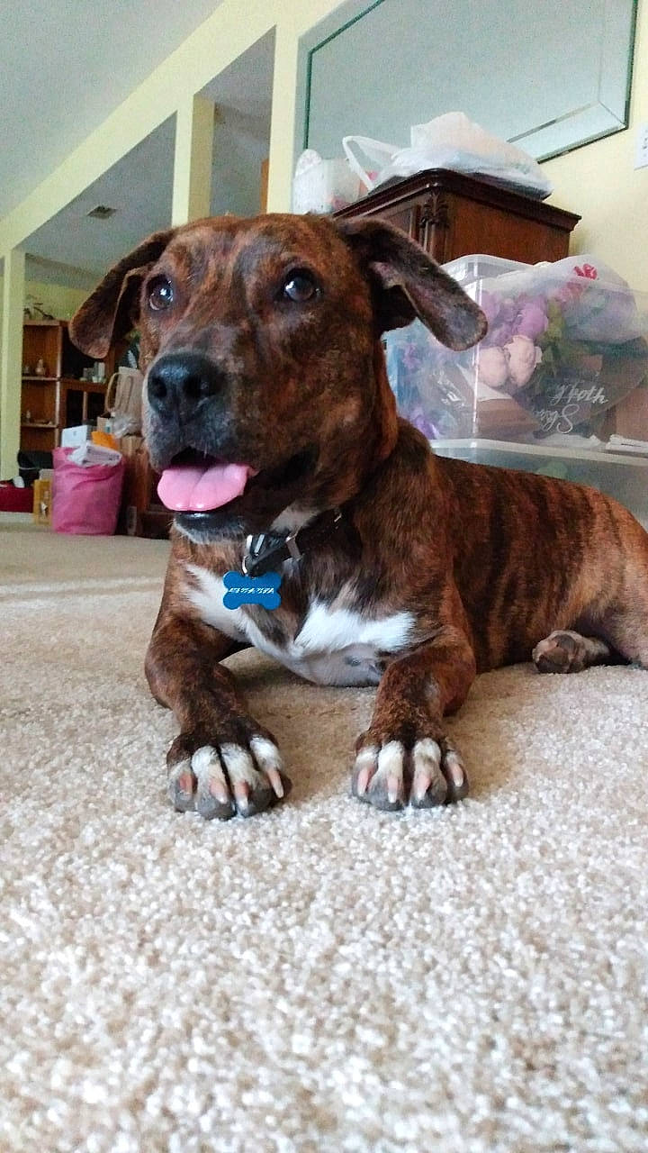 Socks joined the competition — help win amazing prizes! canidae, carnivore, collar, companion_dog, dog, dog_breed, dog_collar, dog_supply, fawn, fur, guard_dog, houseplant, leash, liver, pet_supply, snout, sporting_group, whiskers, working_animal, working_dog