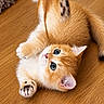 kitten, cat, orange_and_white, fluffy, blue_eyes, upside_down, lying_down, paws, whiskers, pink_nose, striped_tail, wooden_floor, indoor, pet, cute, playful, portrait, close_up, fur, animal