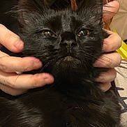 Kitten is registered to the contest to win money with this photo: black_cat, cat, pet, animal, hands, furry, face, indoor, closeup, cute, whiskers, ears, fur, portrait, domestic_animal, mammal, expression, cozy, sitting, person