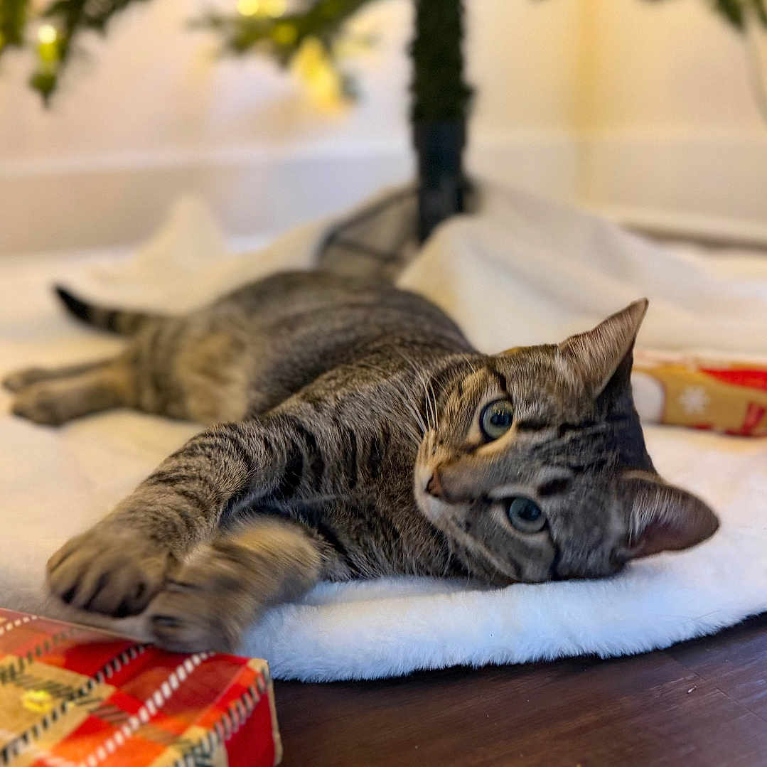 Wylie joined the competition — help win amazing prizes! animal, cat, christmas_decor, christmas_lights, christmas_tree, cozy, curious, cute, feline, festive, floor, gift, holiday, indoor, pet, relaxing, tabby_cat, tree_skirt, wood_floor, wrapped_present