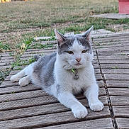 Mimi participe au concours pour gagner de l'argent avec cette photo : cat, gray_and_white, pet, animal, outdoor, wooden_path, grass, collar, bell, relaxed, lying_down, fur, whiskers, ears, paws, nature, daylight, closeup, mammal, resting
