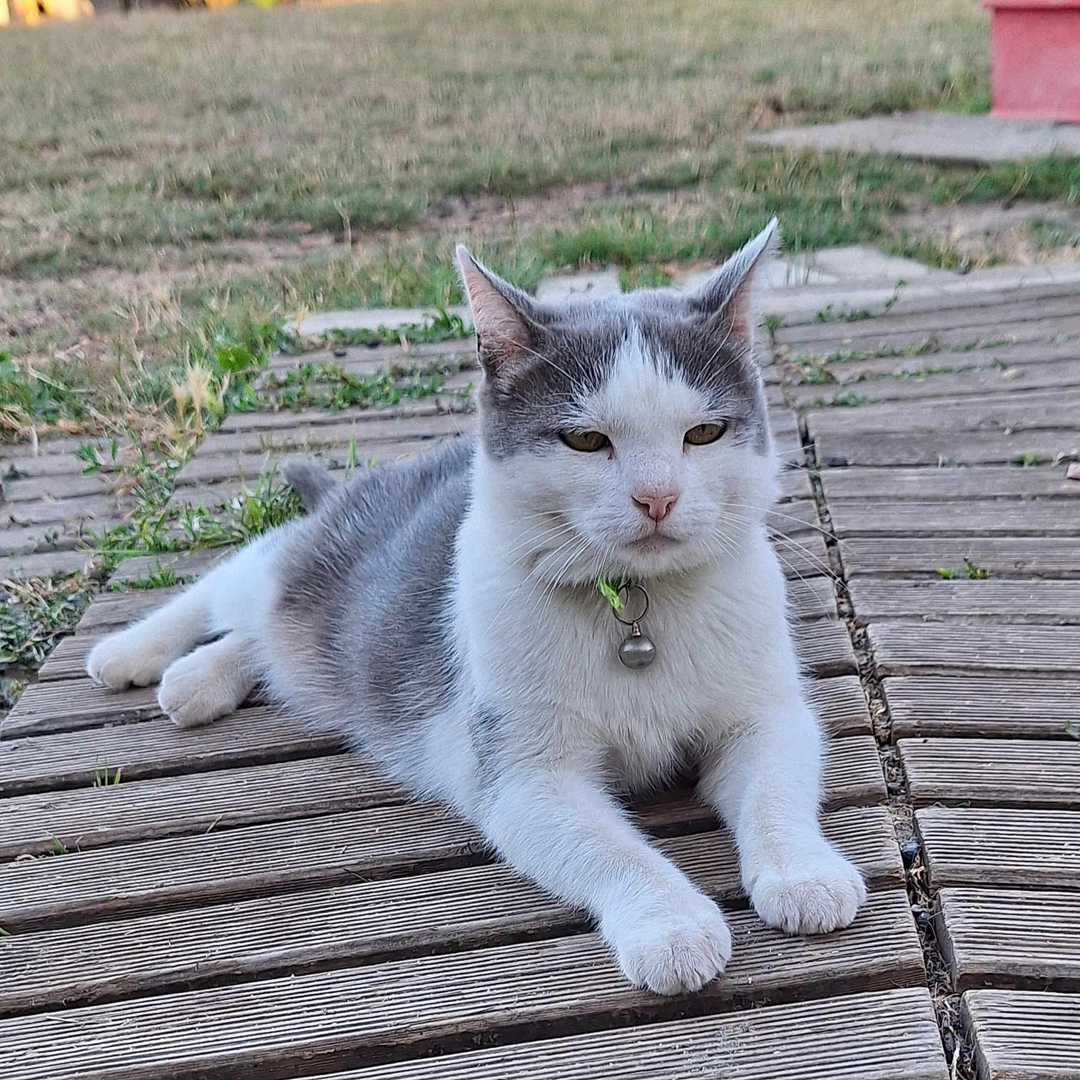 Mimi
