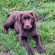 Véra participe au concours pour gagner de l'argent avec cette photo : dog, puppy, labrador, brown_dog, grass, outdoor, pet, animal, canine, young_dog, lying_down, nature, cute, fur, ears, nose, paws, mammal, friendly, companion