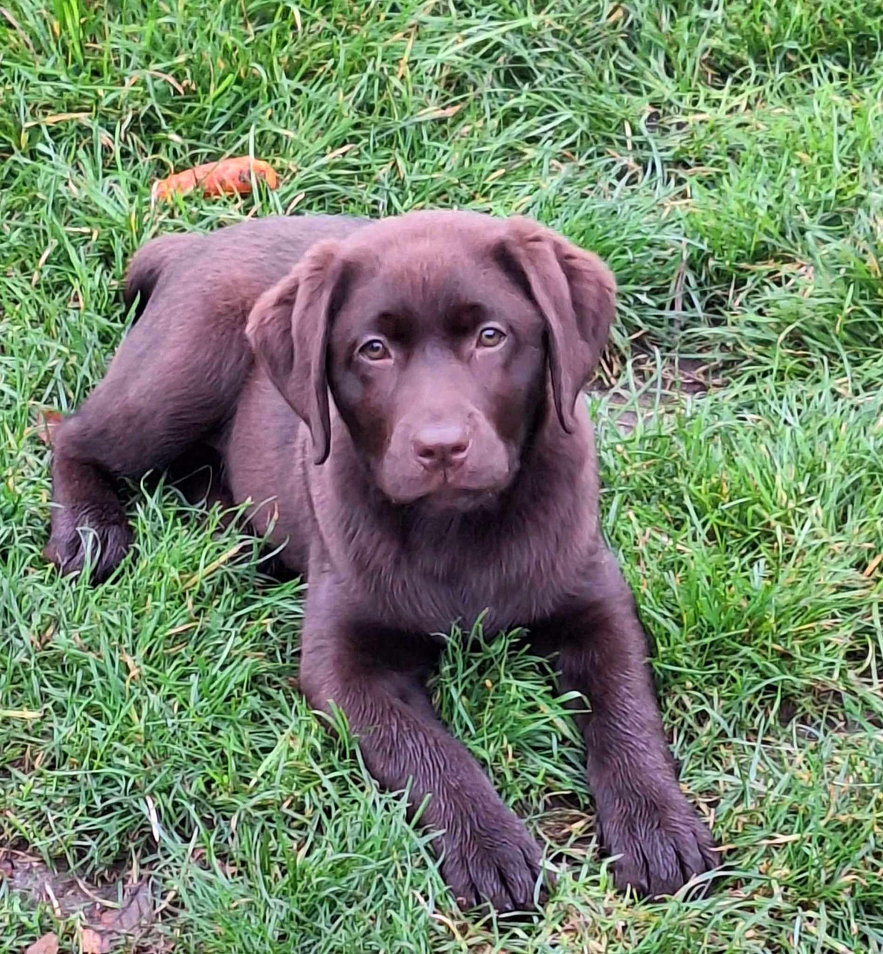 Véra participe au concours pour gagner de l'argent avec cette photo : dog, puppy, labrador, brown_dog, grass, outdoor, pet, animal, canine, young_dog, lying_down, nature, cute, fur, ears, nose, paws, mammal, friendly, companion