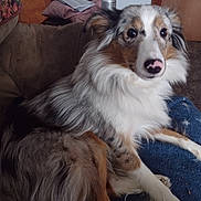 Liberty is registered to the contest to win money with this photo: animal, black, blanket, brown, can, companion, couch, dog, domestic_animal, ears, face, fur, indoor, long_hair, paw, pet, relaxed, sitting, snout, white