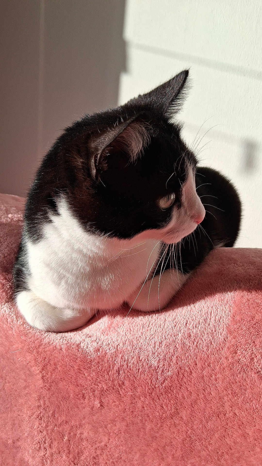 Grumeau a rejoint le concours — aidez-le/la à gagner de superbes lots ! cat, black_and_white, feline, pet, whiskers, fur, pink_blanket, soft_texture, sunlight, indoor, resting, curious, profile_view, animal, cozy, cute, domestic, close_up, relaxing, side_view