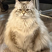 Simba joined the competition — help win amazing prizes! cat, fluffy, sitting, floor, wooden_floor, indoor, pet, animal, chair, furniture, looking_at_camera, long_hair, tabby, calm, domestic_cat, cute, feline, whiskers, ears, paws
