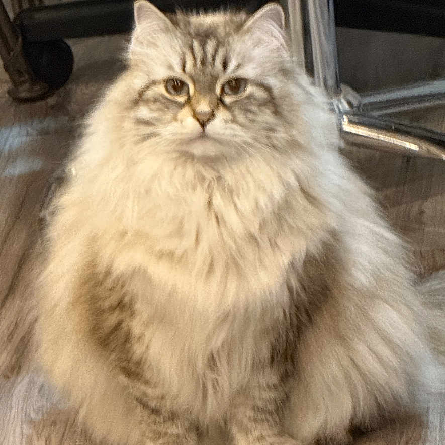 Simba joined the competition — help win amazing prizes! animal, calm, cat, chair, cute, domestic_cat, ears, feline, floor, fluffy, furniture, indoor, long_hair, looking_at_camera, paws, pet, sitting, tabby, whiskers, wooden_floor