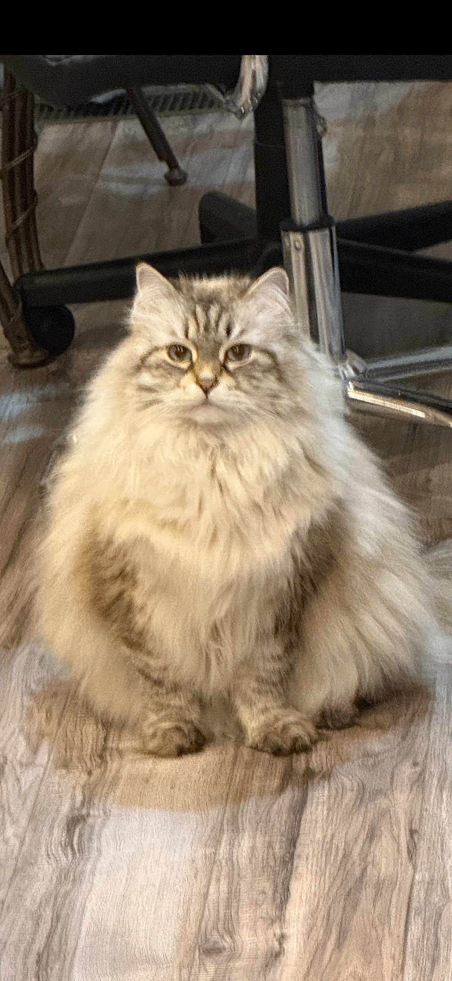 Simba joined the competition — help win amazing prizes! cat, fluffy, sitting, floor, wooden_floor, indoor, pet, animal, chair, furniture, looking_at_camera, long_hair, tabby, calm, domestic_cat, cute, feline, whiskers, ears, paws