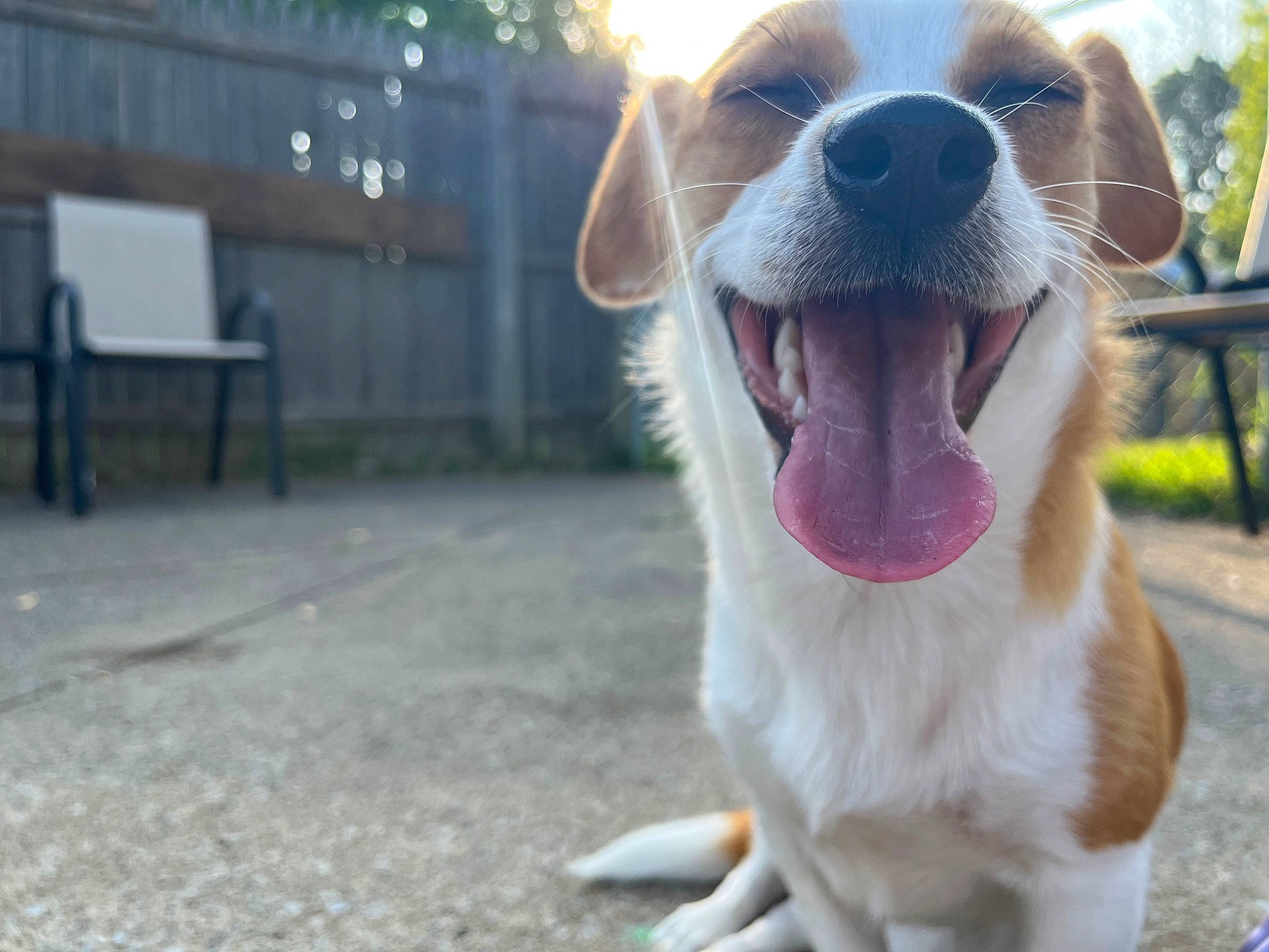 Caramel is registered to the contest to win money with this photo: canidae, carnivore, chihuahua, collar, companion_dog, dog, dog_breed, dog_collar, fawn, fur, grass, plant, smile, snout, sporting_group, tail, tennis_ball, whiskers, working_animal, yawn