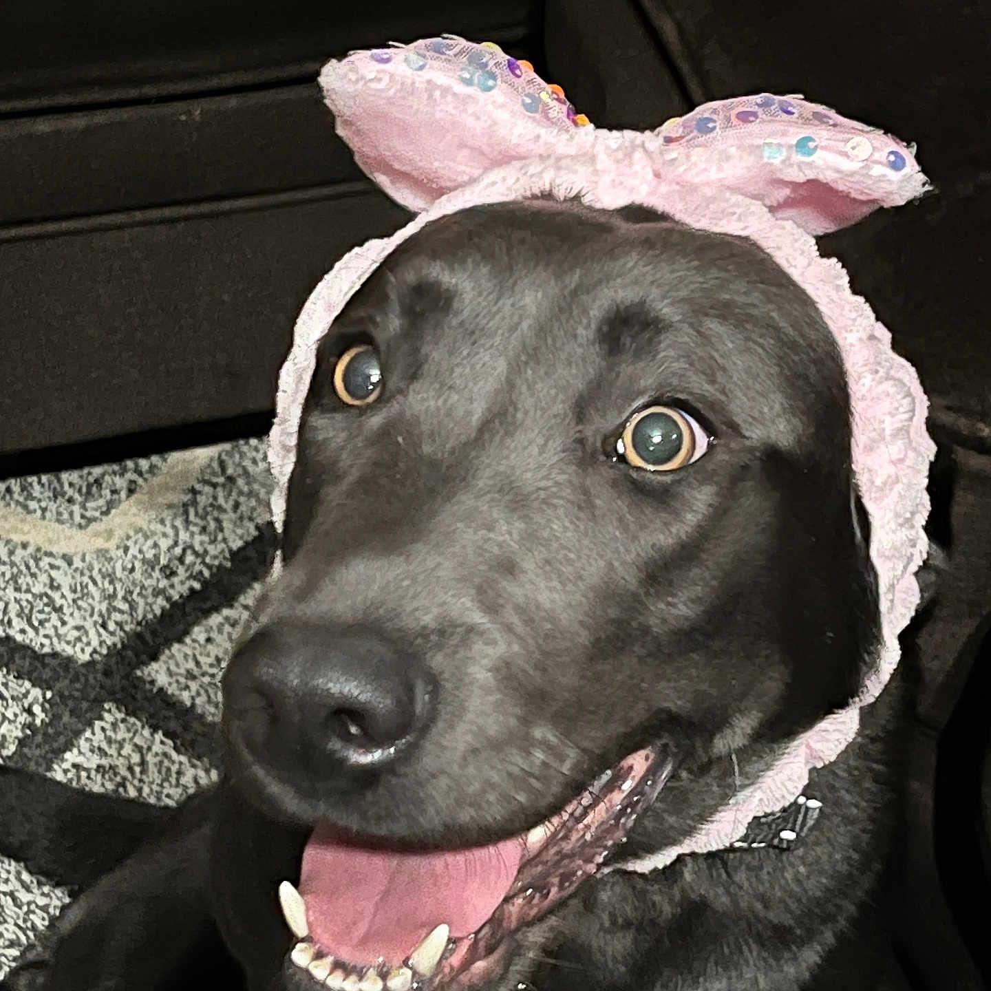 Winnie joined the competition — help win amazing prizes! animal, bodypart, bonnet, canine, cap, chair, clothing, couch, cushion, dog, furniture, hat, homedecor, hound, labradorretriever, mouth, person, pet, pointer, puppy