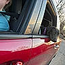 Winnie is registered to the contest to win money with this photo: dog, black_dog, car, red_car, vehicle, window, passenger, seatbelt, harness, outdoor, street, road, trees, sunset, sunlight, reflection, portrait, animal, pet, driving