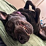 Winnie is registered to the contest to win money with this photo: dog, black_dog, pet, animal, canine, lying_down, upside_down, open_mouth, teeth, toothy_grin, nose, ears, collar, blanket, indoor, home, close_up, portrait, funny, relaxed