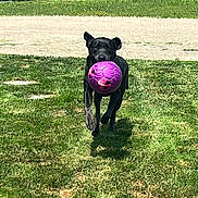 Winnie joined the competition — help win amazing prizes! dog, black_dog, grass, outdoor, ball, purple_ball, running, pet, playful, sunlight, summer, canine, animal, active, fun, nature, park, happy, fetch, daytime