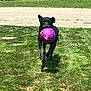 dog, black_dog, grass, outdoor, ball, purple_ball, running, pet, playful, sunlight, summer, canine, animal, active, fun, nature, park, happy, fetch, daytime