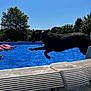 Winnie is registered to the contest to win money with this photo: dog, black_dog, jumping, pool, water, summer, outdoor, sunny, trees, people, floaties, blue_sky, collar, active, playful, recreation, vacation, backyard, animal, daytime
