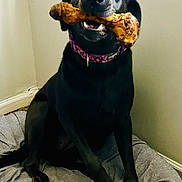 Winnie is registered to the contest to win money with this photo: dog, black_dog, pet, canine, sitting, bone, chewing, treat, collar, indoors, bed, bedding, home, portrait, front_view, happy, open_mouth, teeth, animal, companion