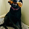 dog, black_dog, pet, canine, sitting, bone, chewing, treat, collar, indoors, bed, bedding, home, portrait, front_view, happy, open_mouth, teeth, animal, companion