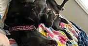 Winnie joined the competition — help win amazing prizes! dog, dogs, black_dog, sleeping, lying_down, upside_down, bed, bedspread, blanket, home, indoor, sunlight, relaxed, nap, playful, open_mouth, teeth, collar, floral_pattern, pet