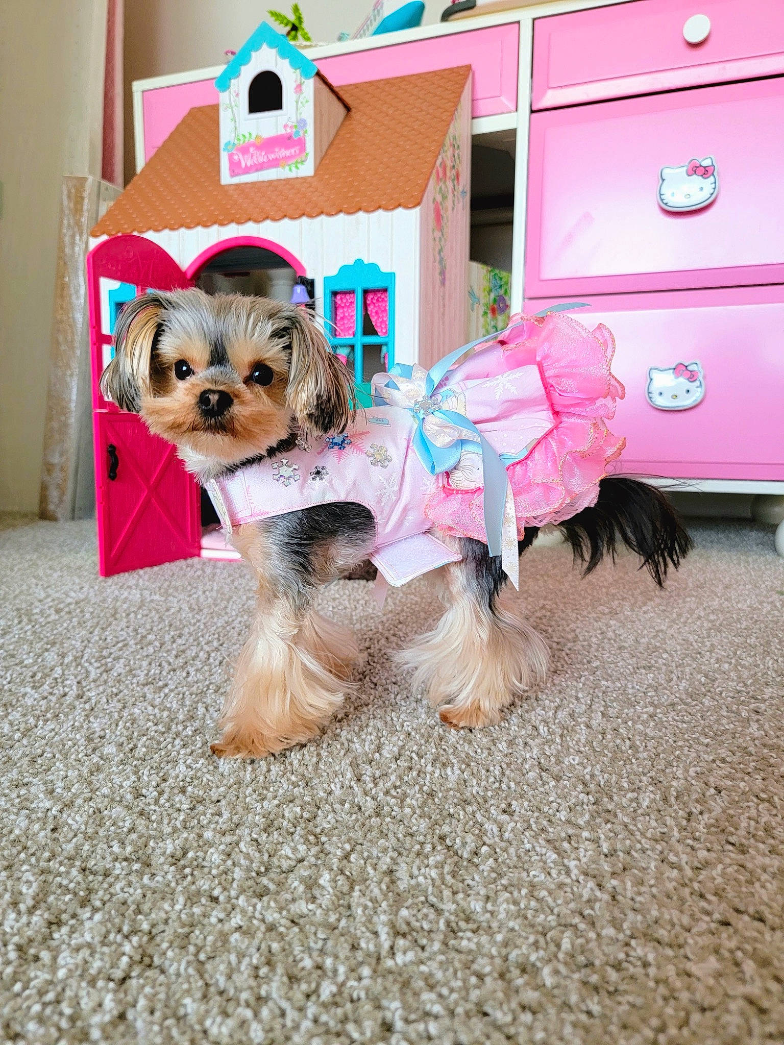 Twinkle is registered to the contest to win money with this photo: cabinetry, canidae, carnivore, chest_of_drawers, companion_dog, dog, dog_breed, dog_clothes, dog_supply, drawer, flooring, fur, mammal, pink, small_terrier, snout, sporting_group, terrier, toy_dog, vertebrate