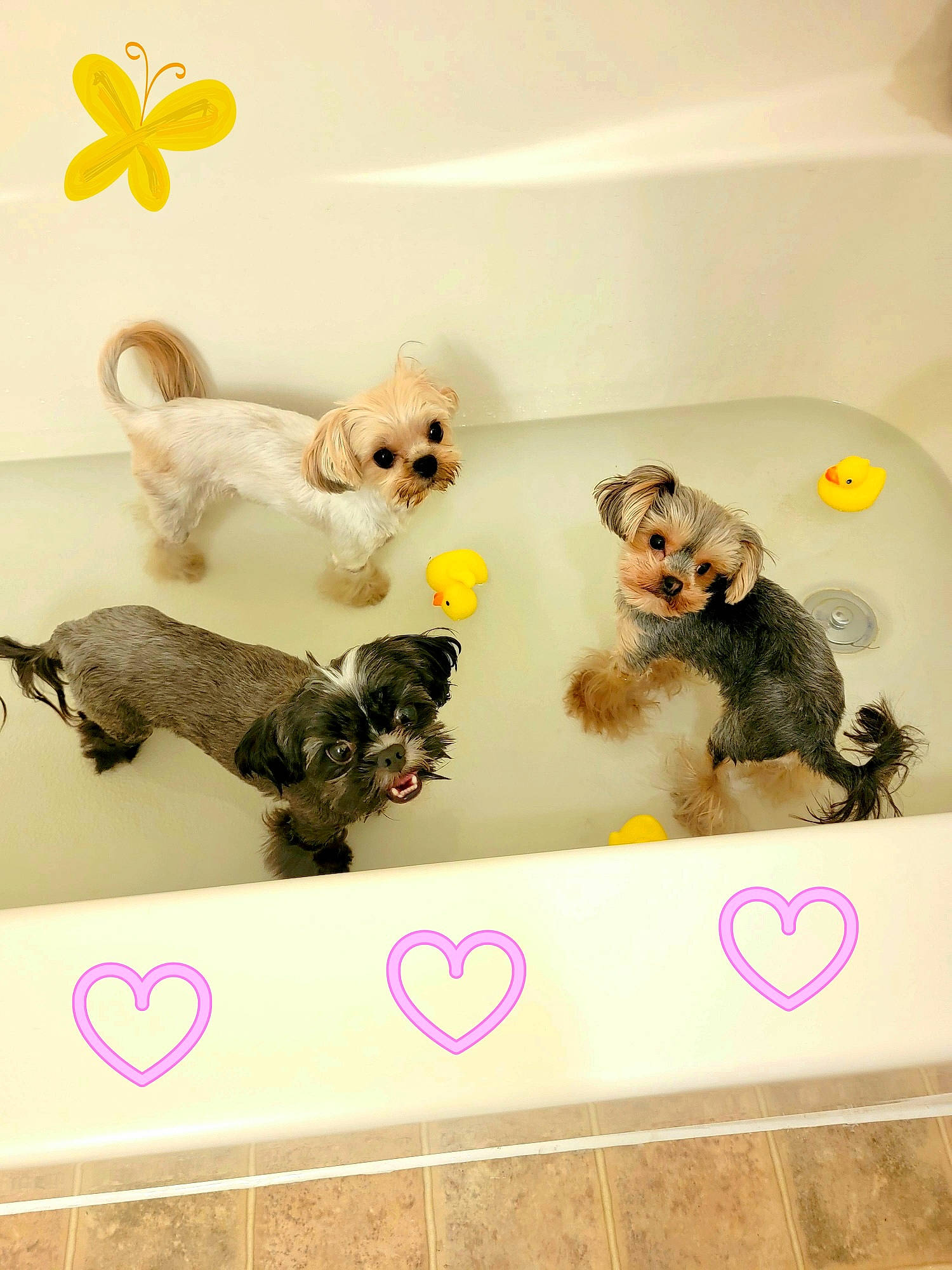 Twinkle joined the competition — help win amazing prizes! canidae, carnivore, companion_dog, dog, dog_breed, dog_supply, fawn, font, fur, mammal, room, sporting_group, stuffed_toy, tail, terrier, toy, toy_dog, vertebrate, water_dog, yellow