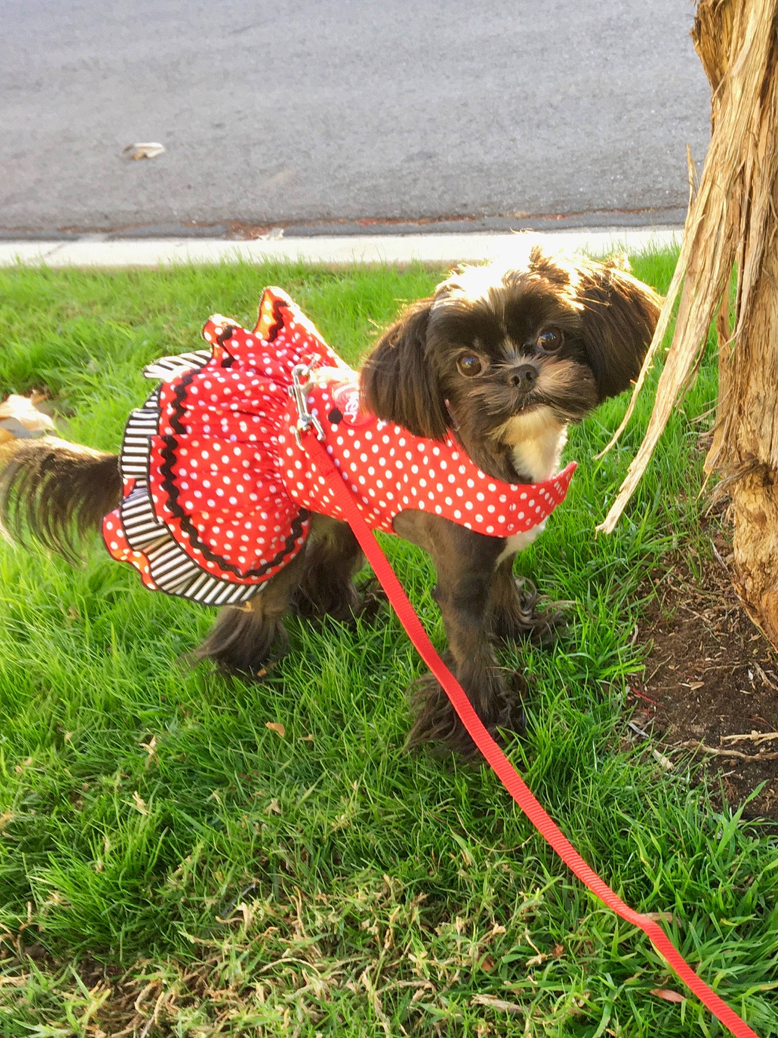 Truffles joined the competition — help win amazing prizes! canidae, carnivore, collar, companion_dog, dog, dog_breed, dog_collar, dog_supply, fawn, grass, leash, liver, pet_supply, plant, snout, sporting_group, tail, toy_dog, water_dog, working_animal