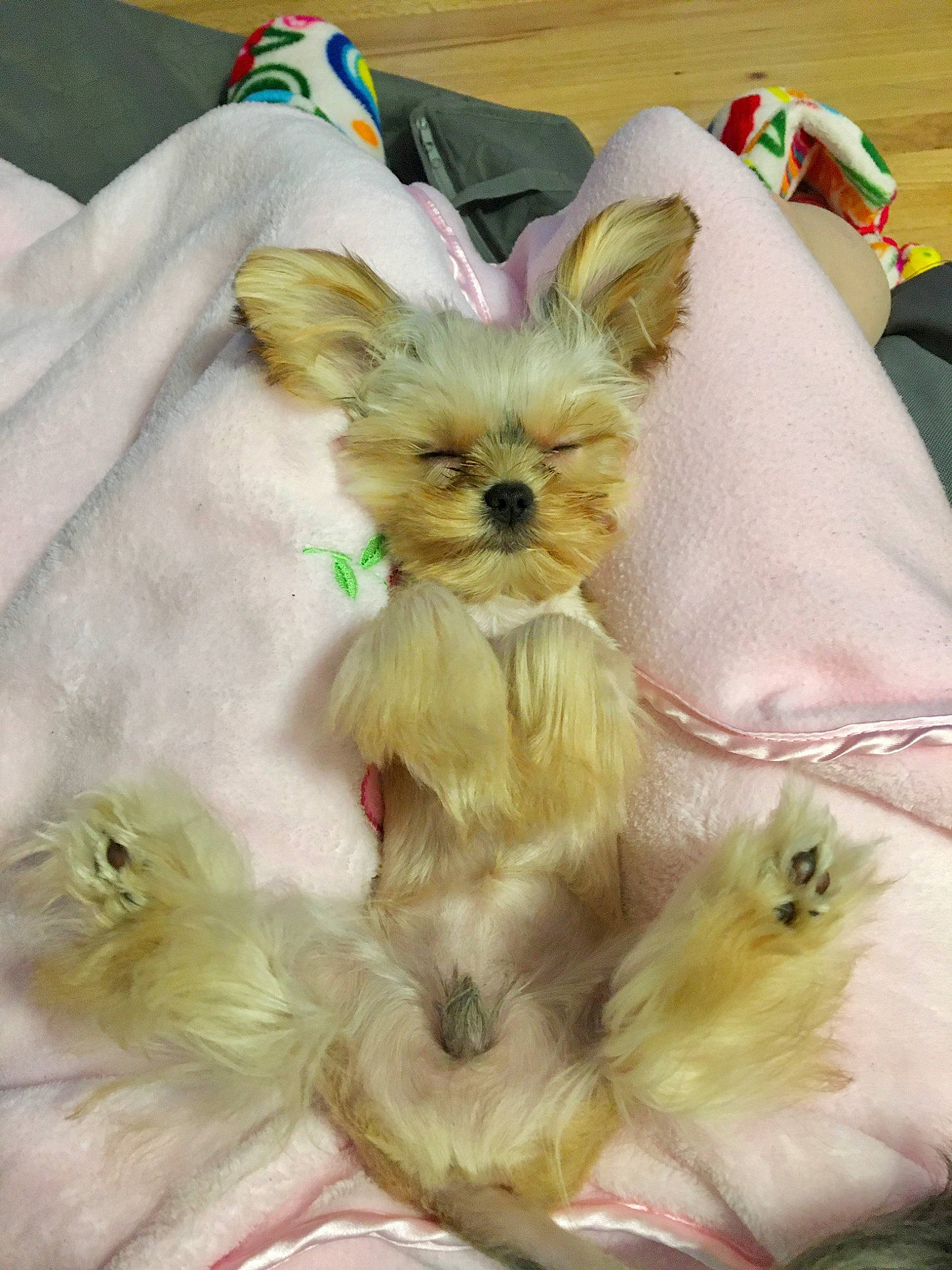 Stuffie Bear joined the competition — help win amazing prizes! canidae, carnivore, chihuahua, companion_dog, dog, dog_breed, dog_clothes, dog_supply, fashion_accessory, fawn, fur, liver, maltepoo, non_sporting_group, pet_supply, snout, sporting_group, toy_dog, whiskers, working_animal