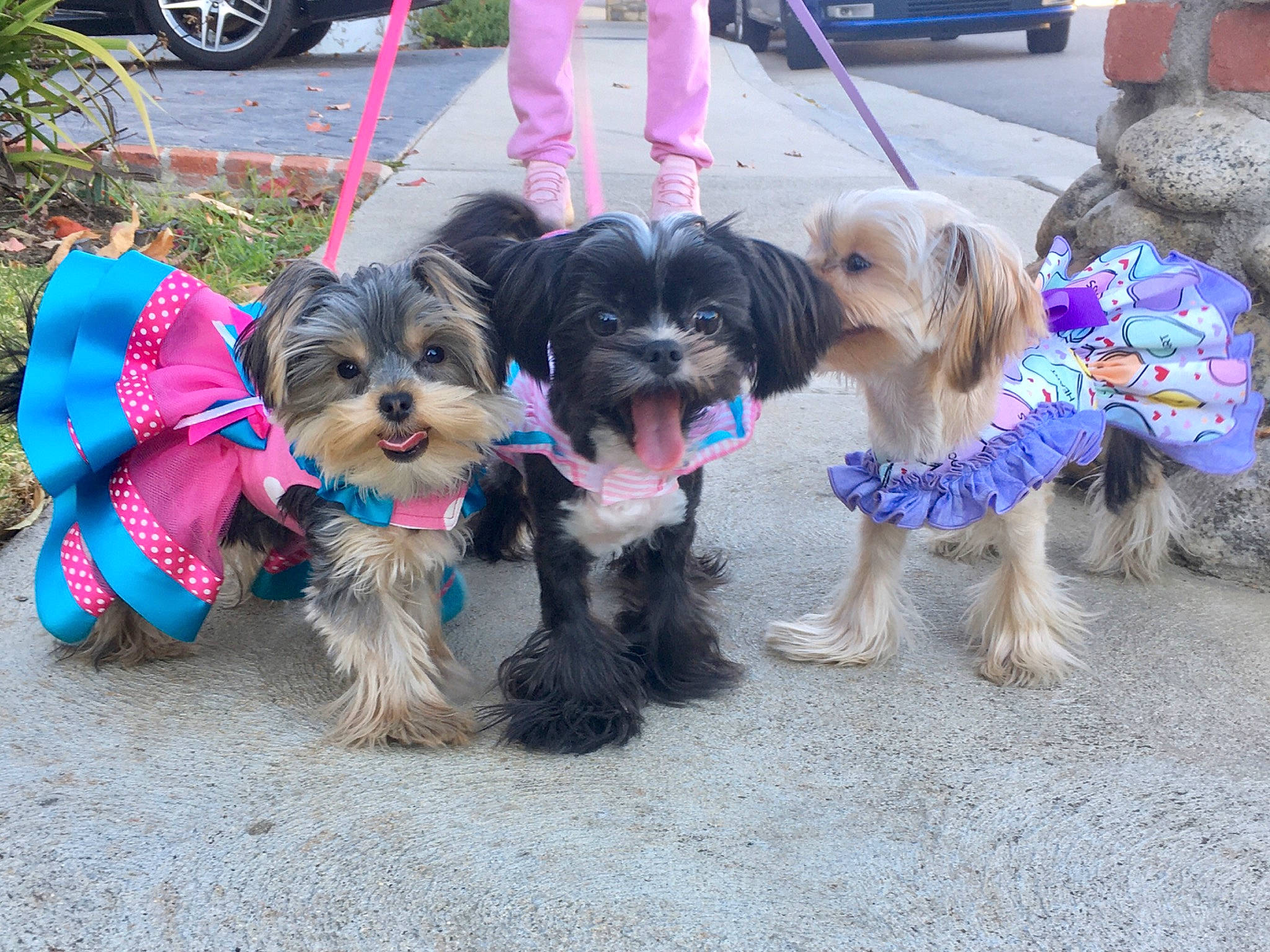 Stuffie Bear is registered to the contest to win money with this photo: canidae, carnivore, collar, companion_dog, dog, dog_breed, dog_clothes, dog_supply, event, fashion_accessory, fur, leash, plant, small_terrier, snout, sporting_group, terrier, tire, toy_dog, wheel